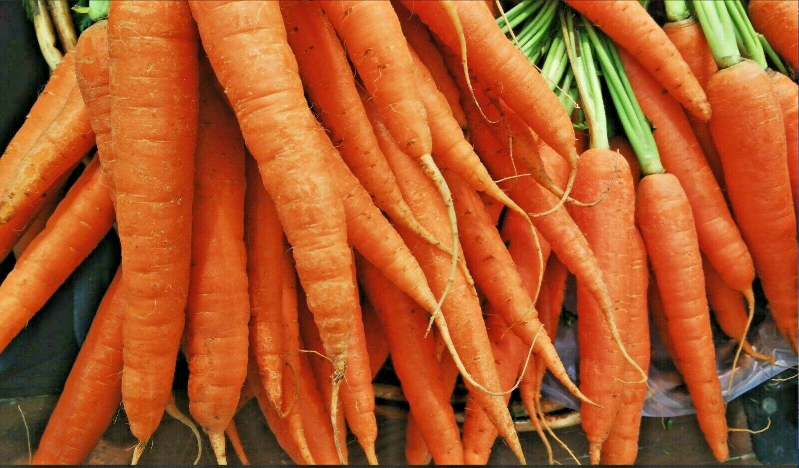 401+TENDERSWEET CARROT Seeds Organic Summer Vegetable Garden Patio Container