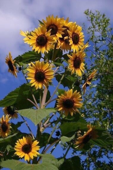 25+ Sunflower Seed 6-10′ Tall Branching Yellow Constant Bloom Organic Untreated