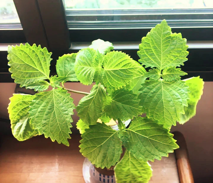 Green Perilla Seeds | Shiso Japanese Mint Basil Kaennip Asian Herb Seed 2024