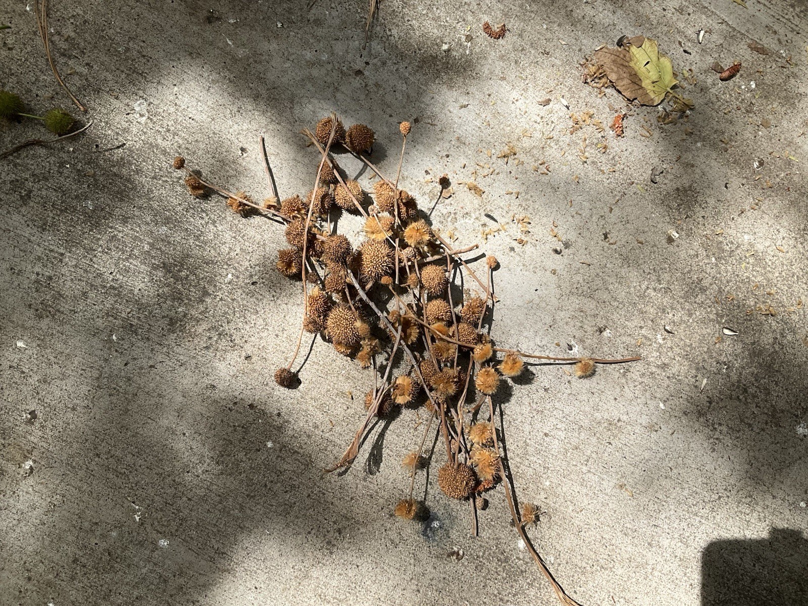 American sycamore seeds pods
