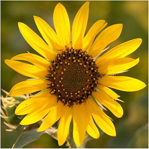 , Bulk Package of 1,000+ Seeds, Sunflower Crazy Mixture 15+ Varieties