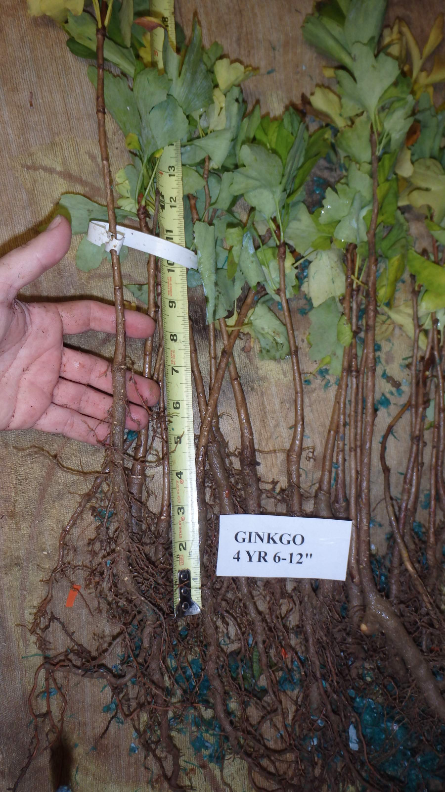 One ginkgo biloba plant. Sent with roots wrapped. 6-12 inches tall