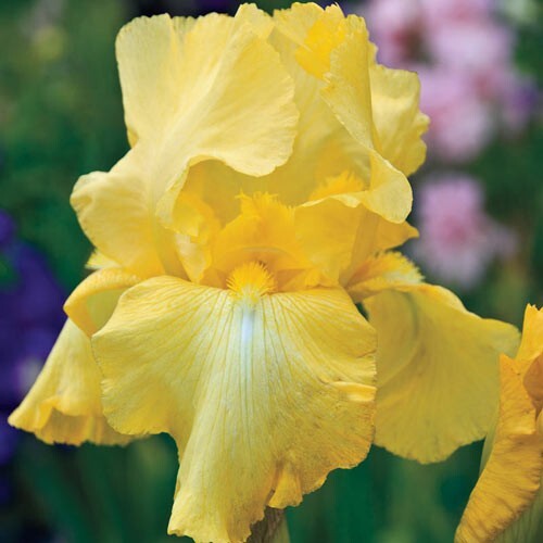 1 HARVEST OF MEMORIES GERMAN BEARDED IRIS Bulb Root Rhizome * Yellow Reblooming