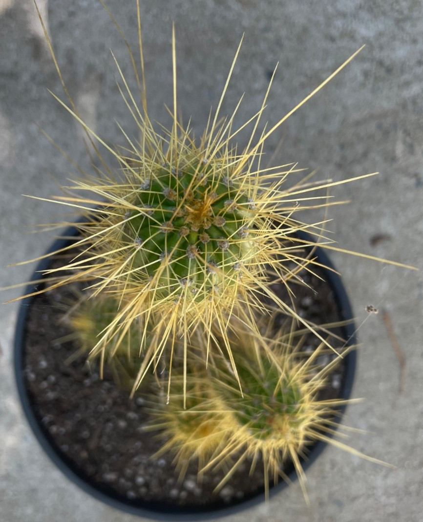 beautiful large cluster Tricho lobivia “GOLDEN BETTY” Rare # D56