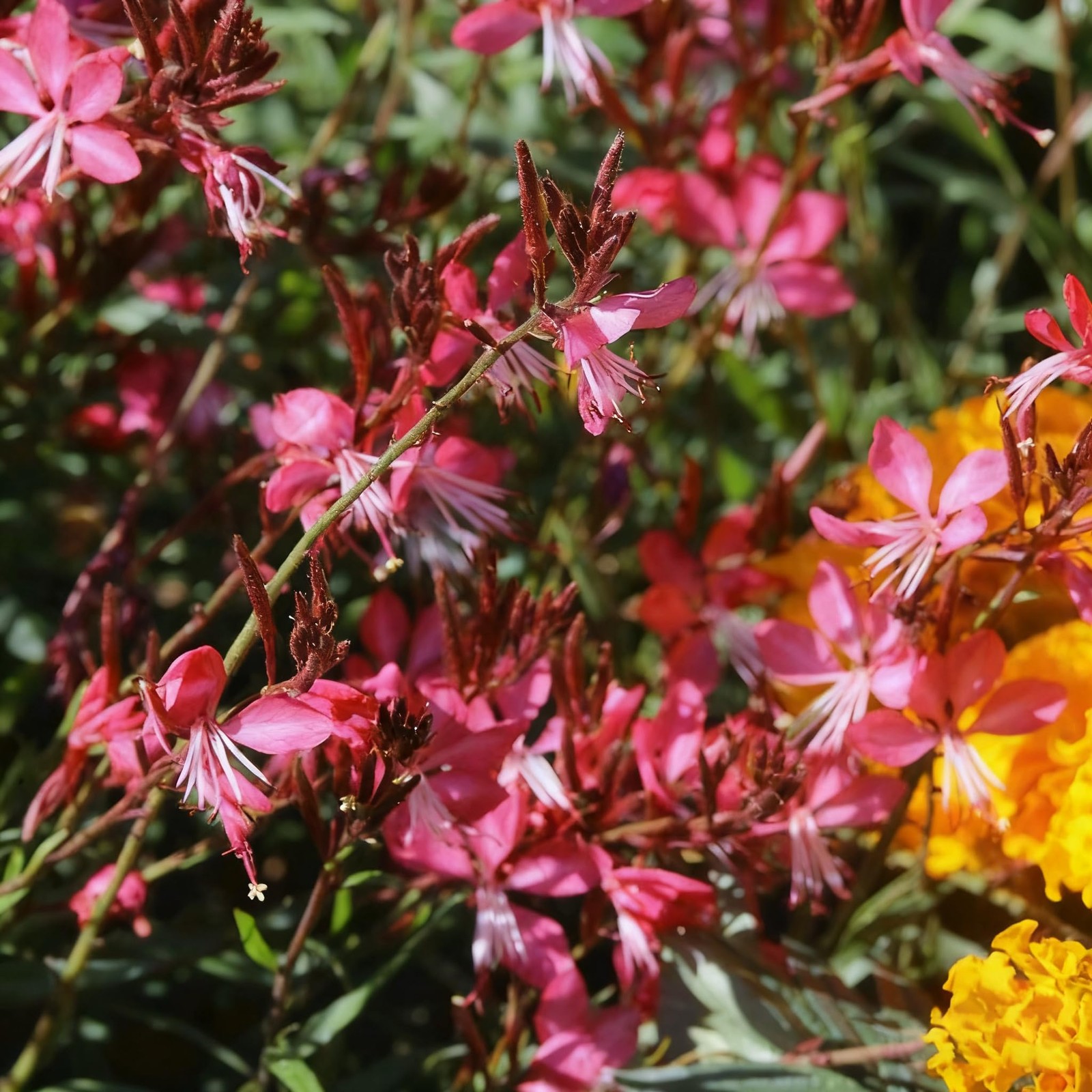 300+ Gaura Flower Seeds for Planting, Mixed Color Gaura Seed, Perennial Flowe…