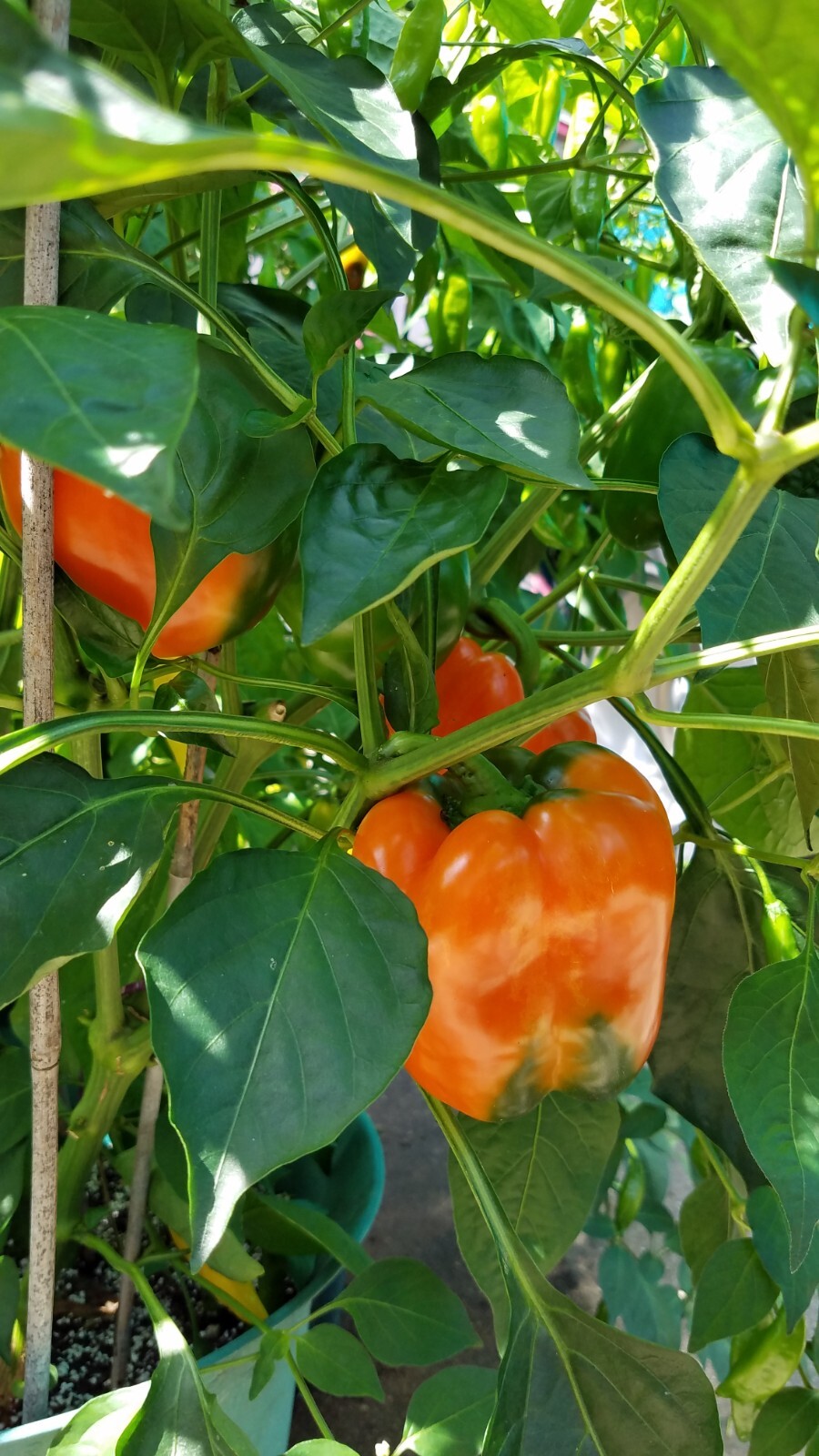 Orange California Wonder Bell Pepper Seed 20
