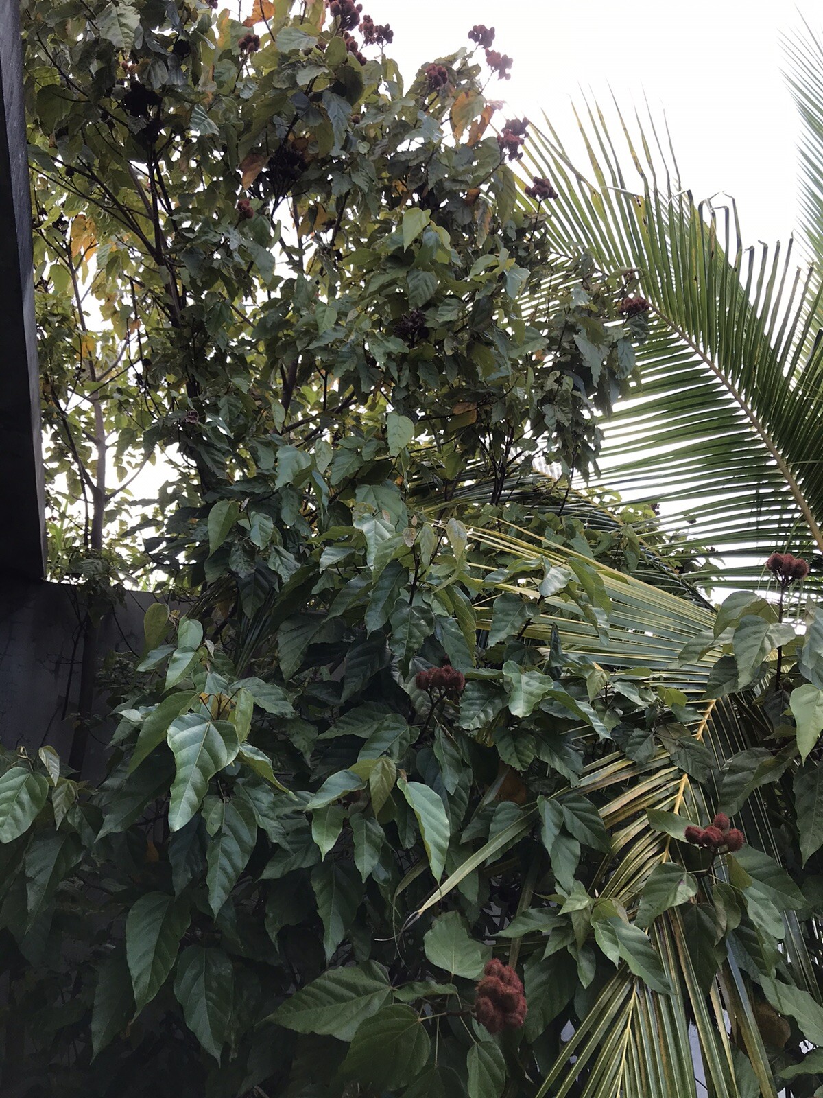 3-4 Onz Leaves. Orellana * Annatto * Achiote * Lipstick Tree * Tropical *