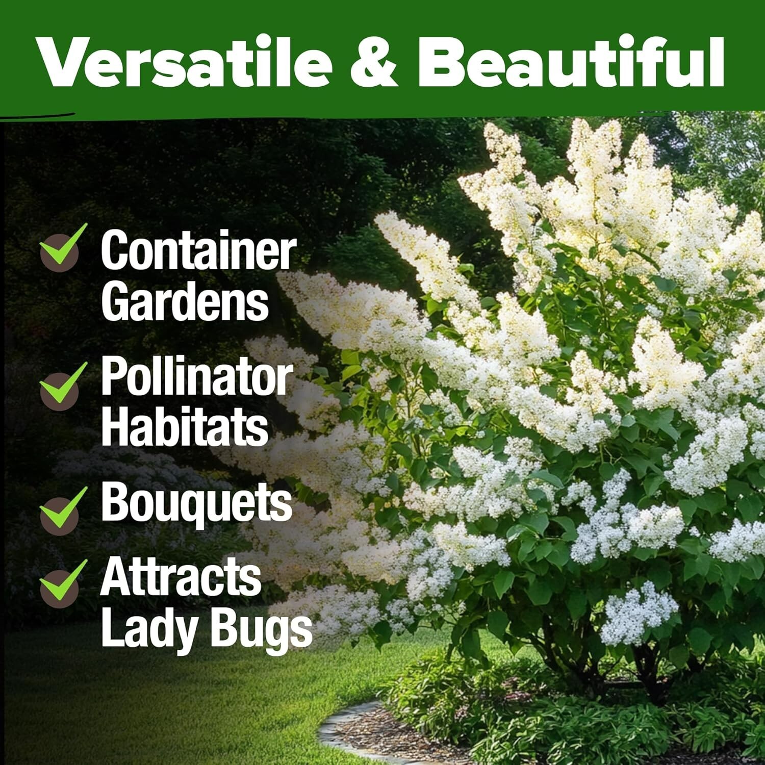 Non-GMO White Lilac Seeds – 53 Fragrant Heirloom Seeds for Biodiverse Gardens