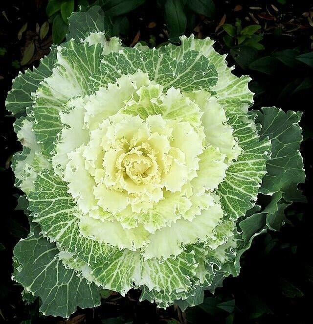 Ornamental Kale Seeds Non-GMO, Seeds with Tracking, Gardening Gift Idea