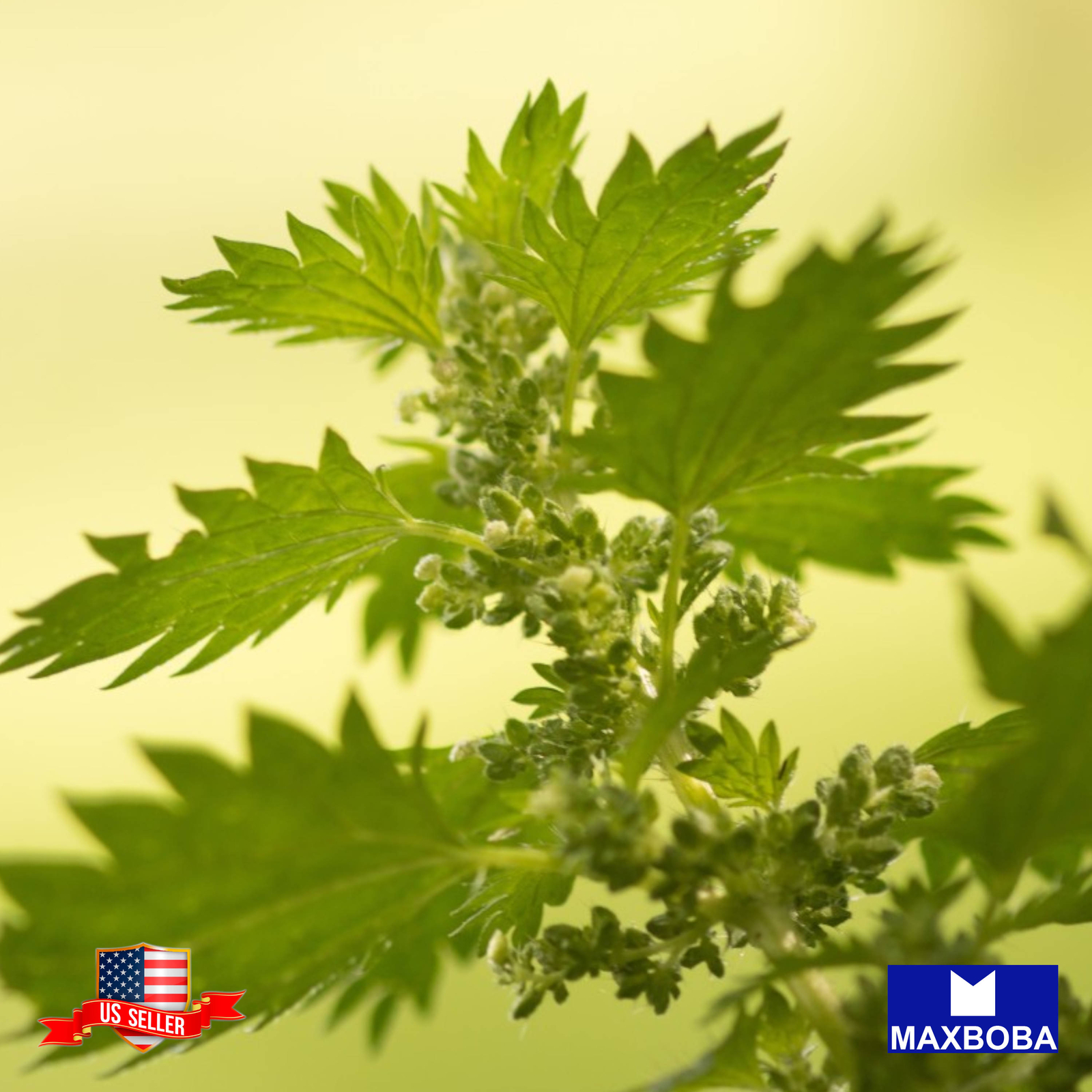 Chervil Seeds Winter Heirloom Non-GMO