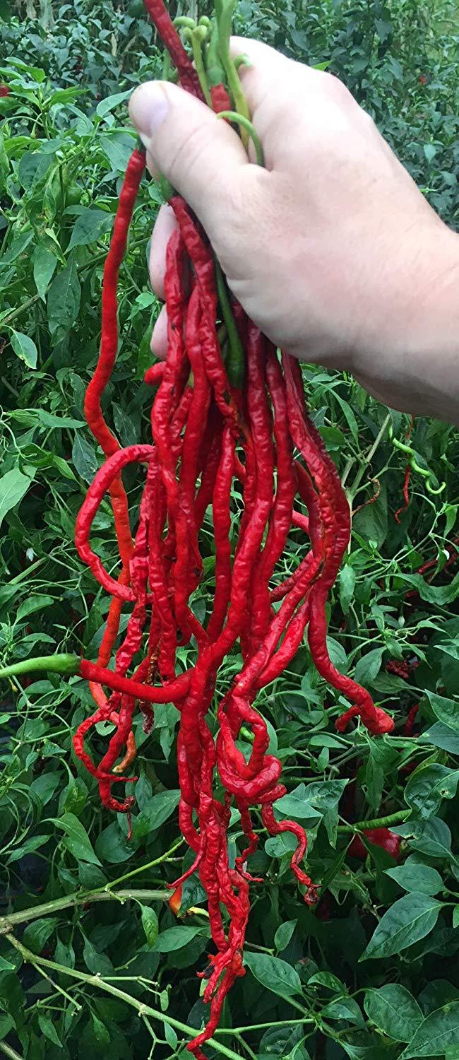 Thunder Mountain Longhorn Cayenne Heirloom Pepper Premium Seed Packet