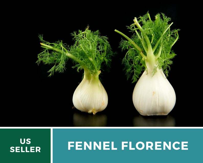 Fennel, Florence – 200 Seeds – Medicinal & Culinary Herb – Easy to Grow – NonGMO