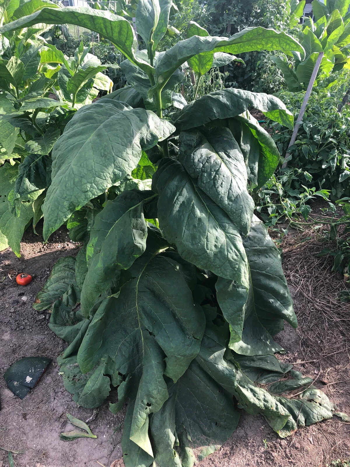 Little Yellow Tobacco Seeds approx. 2K Non-GMO Free Shipping No Tracking Read