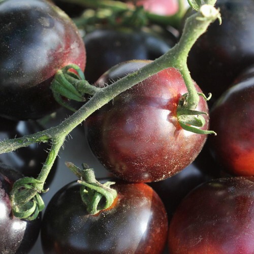 100 Black Prince Tomato Seeds- With Bonus! |Organic Non-GMO Heirloom