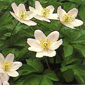 Anemone japonica hupehensis 1,000 seeds