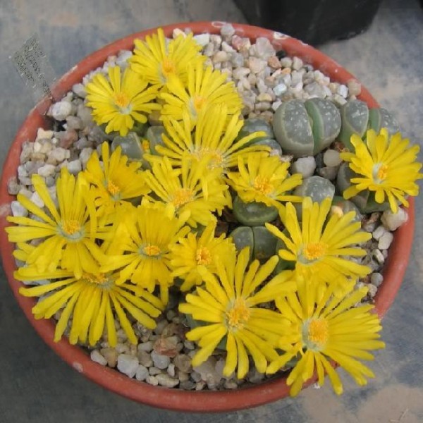 Lithops Olivacea 8 Seeds Free Shipping!