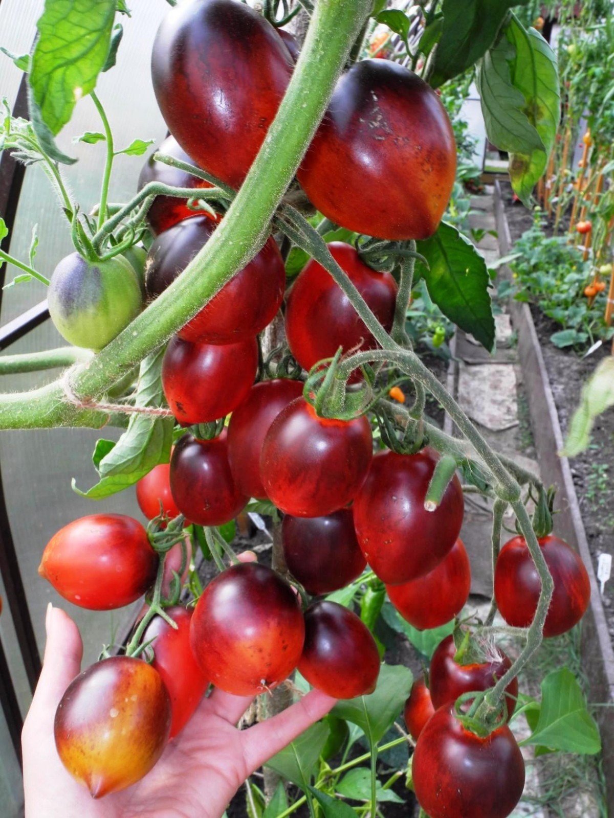 10seeds Pascal de Picardie Tomato Rare Variety Non-GMO Organic