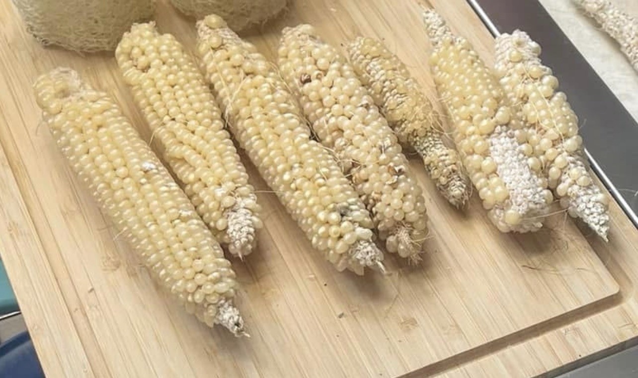 Popcorn seeds