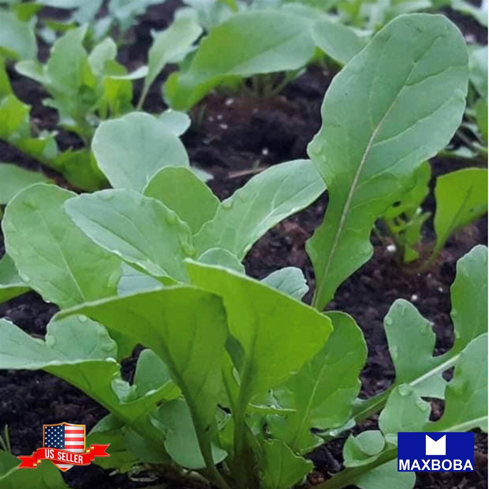 Arugula Seeds – Rocket (Roquette) Non-GMO Heirloom