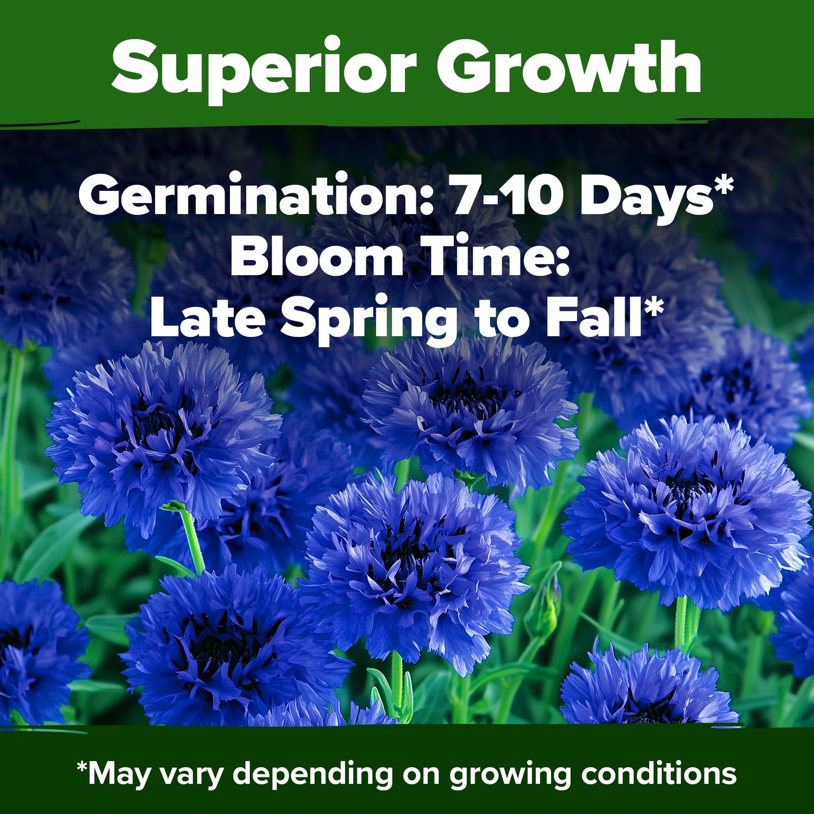 Bachelor Button Seeds Tall Blue 6000 Cornflower, Stunning Blue Blooms for Wi…