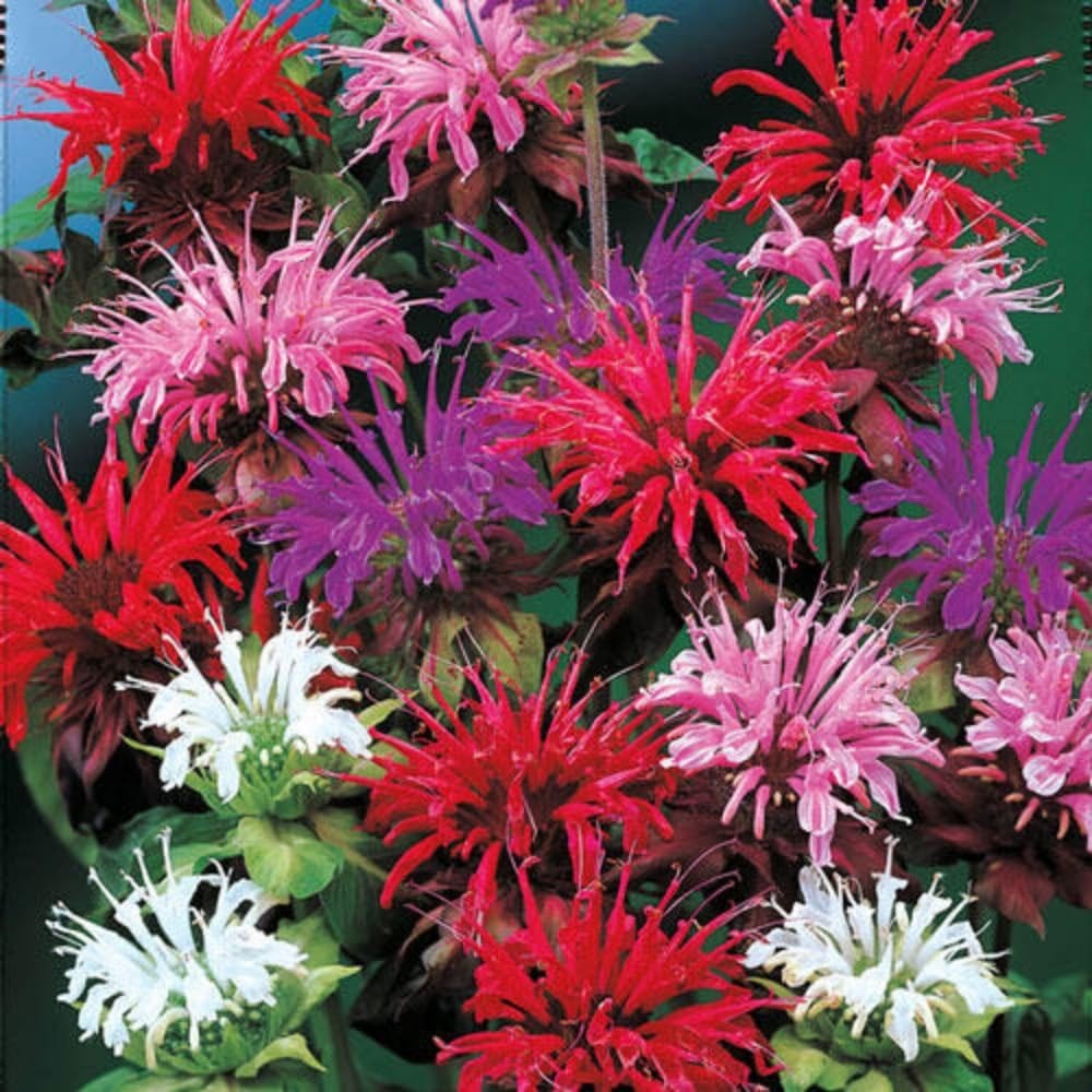 500+ Bee Balm Seeds Monarda Didyma Heirloom Flower for Garden Planting