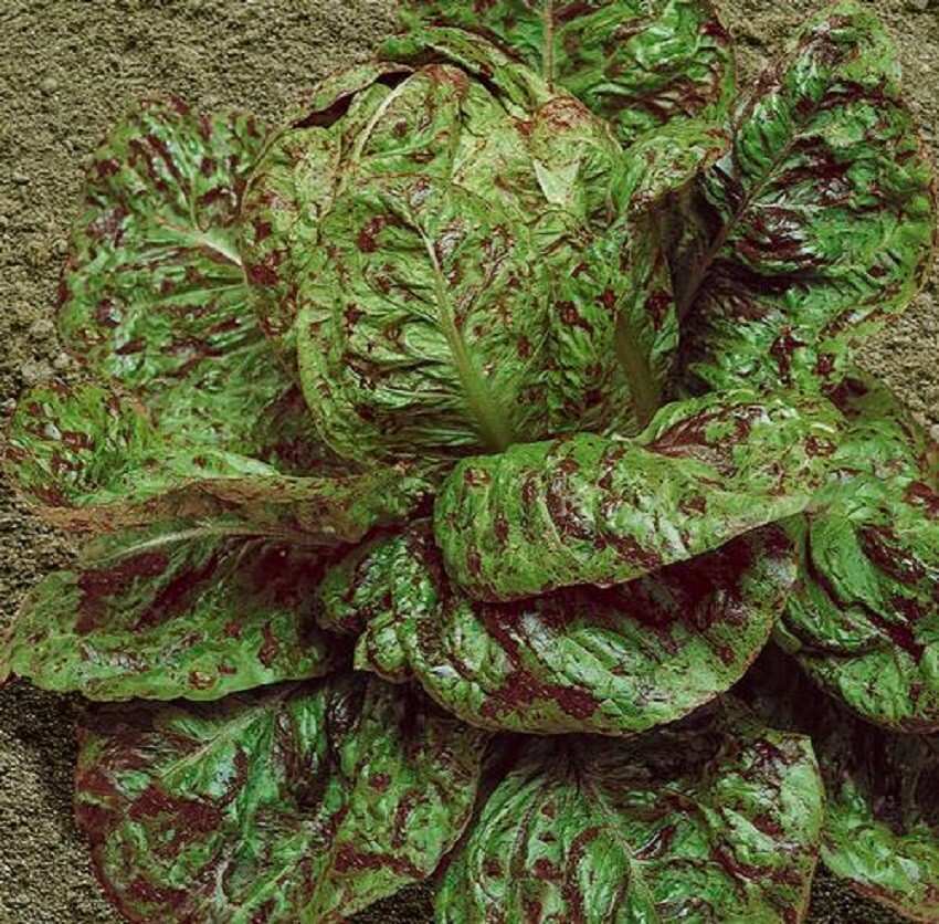 Speckles Lettuce Seeds 500 Seeds Butterhead Lettuce