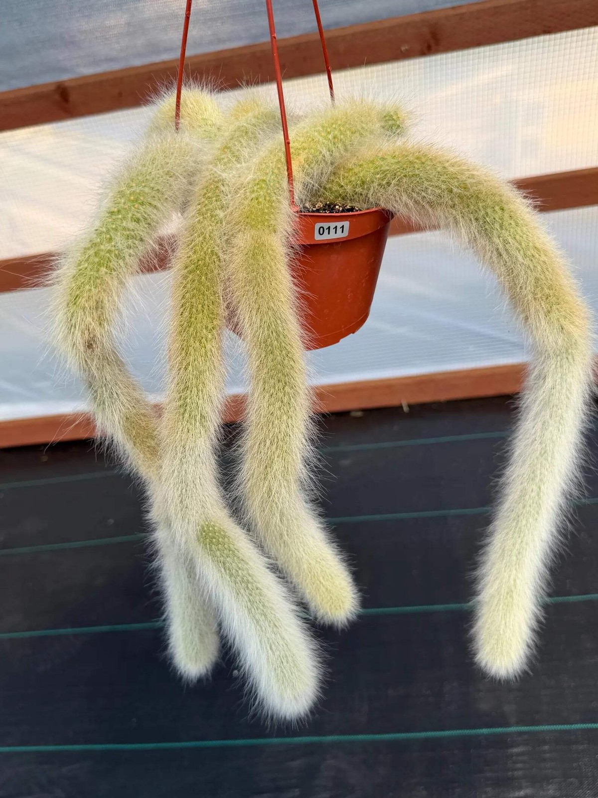 Hairy Monkey Tail Cactus | Rare White‑Hair Clone | Fuzzy Trailing Succulent
