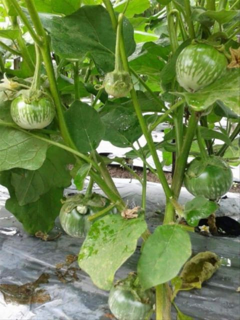 GREEN THAI EGGPLANT Seeds, PETCH SIAM, HẠT CÀ DĨA VN, MATTI, [Mai’s Family]