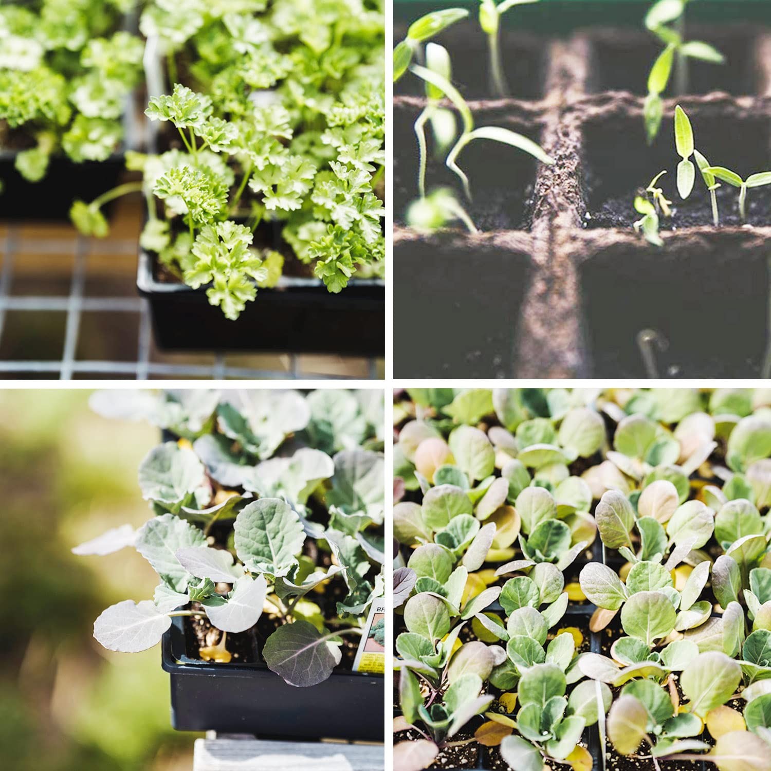Taietc Seed Starter 9 inches (W) x 14.5 (L) x 4.5 (H), Black