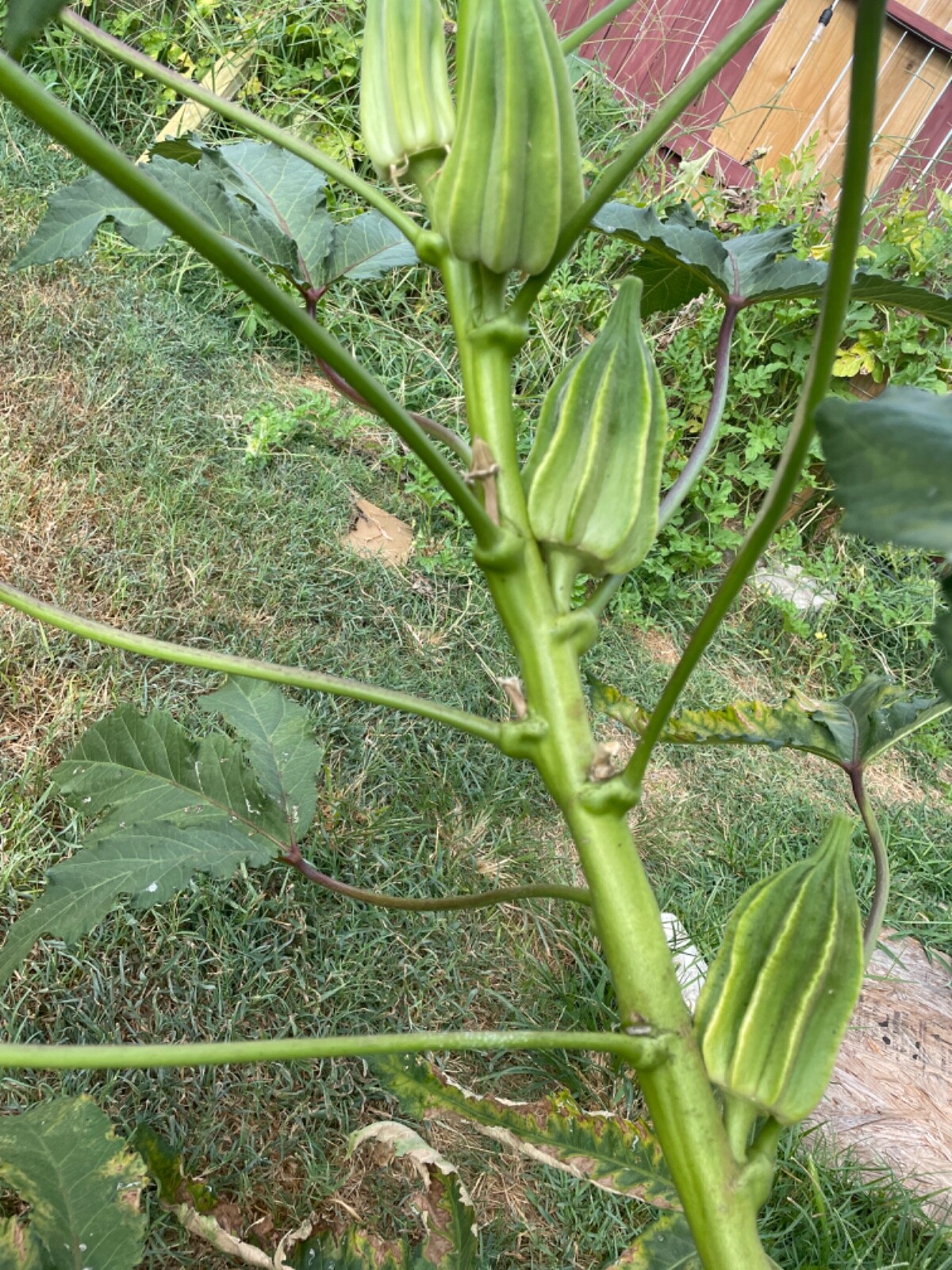 50 Star of David Okra Seeds Heirloom Non-Gmo No pesticides or herbicides used
