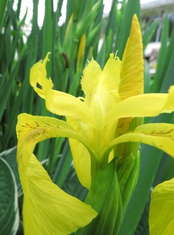 YELLOW FLAG WATER IRIS PSEUDACORUS 100+ SEEDS – NEW CROP! – MADE in USA – LOOK!