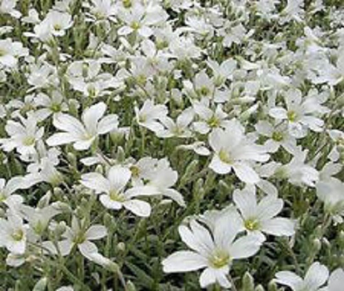 100+ Snow in Summer Cerastium Ground Cover Flower Seeds /Perennial