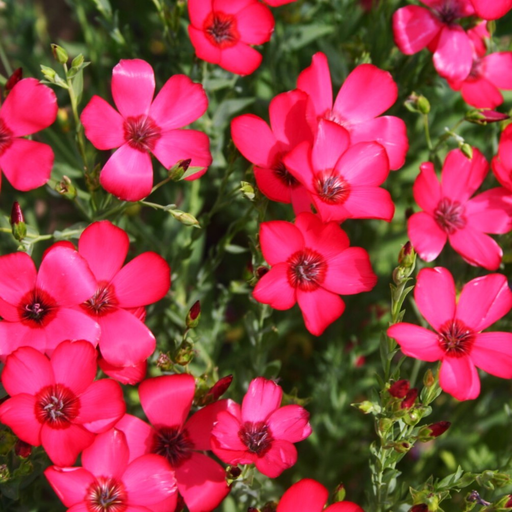 Scarlet Flax Seeds – For 2025 Planting Linum Grandiflorum Red Crimson Ruby Herb