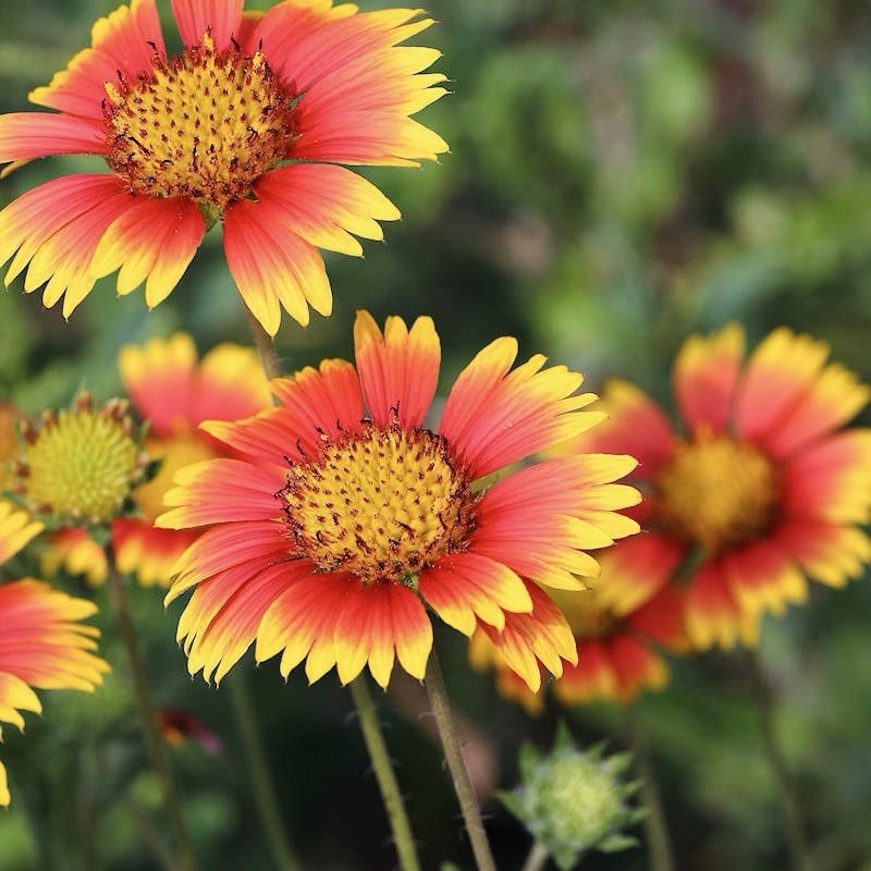 200+ INDIAN BLANKET SEEDS (Gaillardia pulchella) – 200 Seeds – USA SELLER