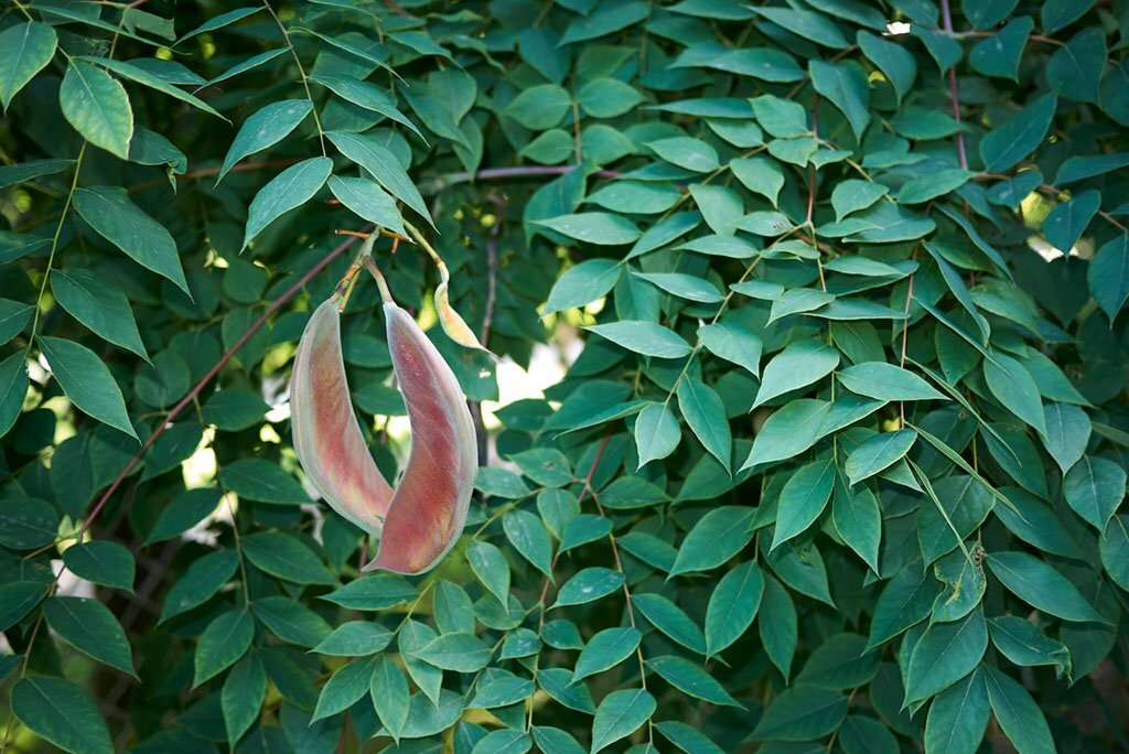 Kentucky Coffee tree seeds