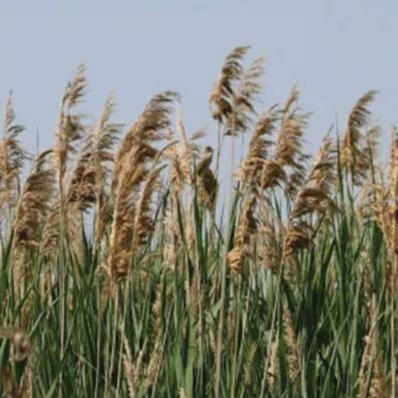 50 Reed Grass Ornamental Pampas Seeds. Organic. USA Seeds. Ships free