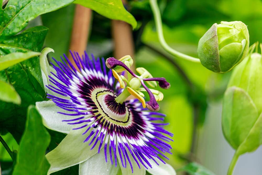 Passion Flower Seeds for Planting – 50+ Seeds – Ships from Iowa, USA – Grow Exot