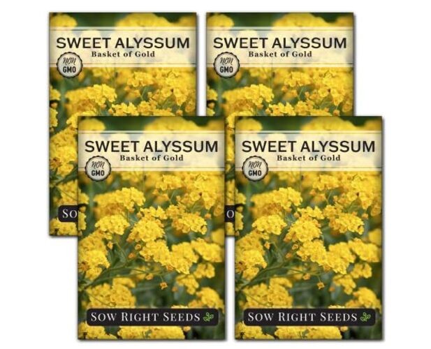 – Sweet Alyssum Basket of Gold Flower Seeds for Planting – Perennial Garden 4