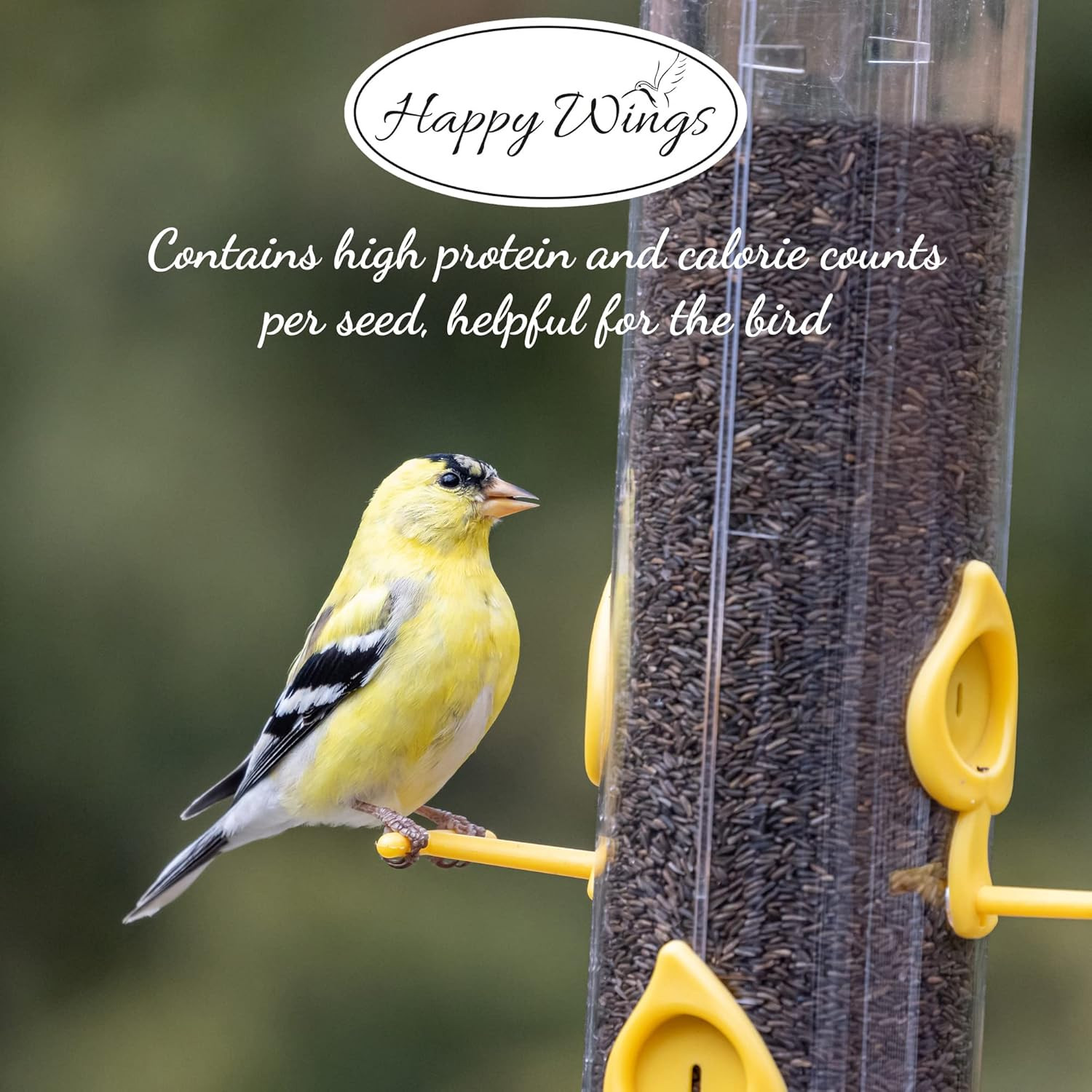 Nyjer/Thistle Seeds Wild Bird Food – 10 Pounds I No Grow Seed I Bird Seed for Wi