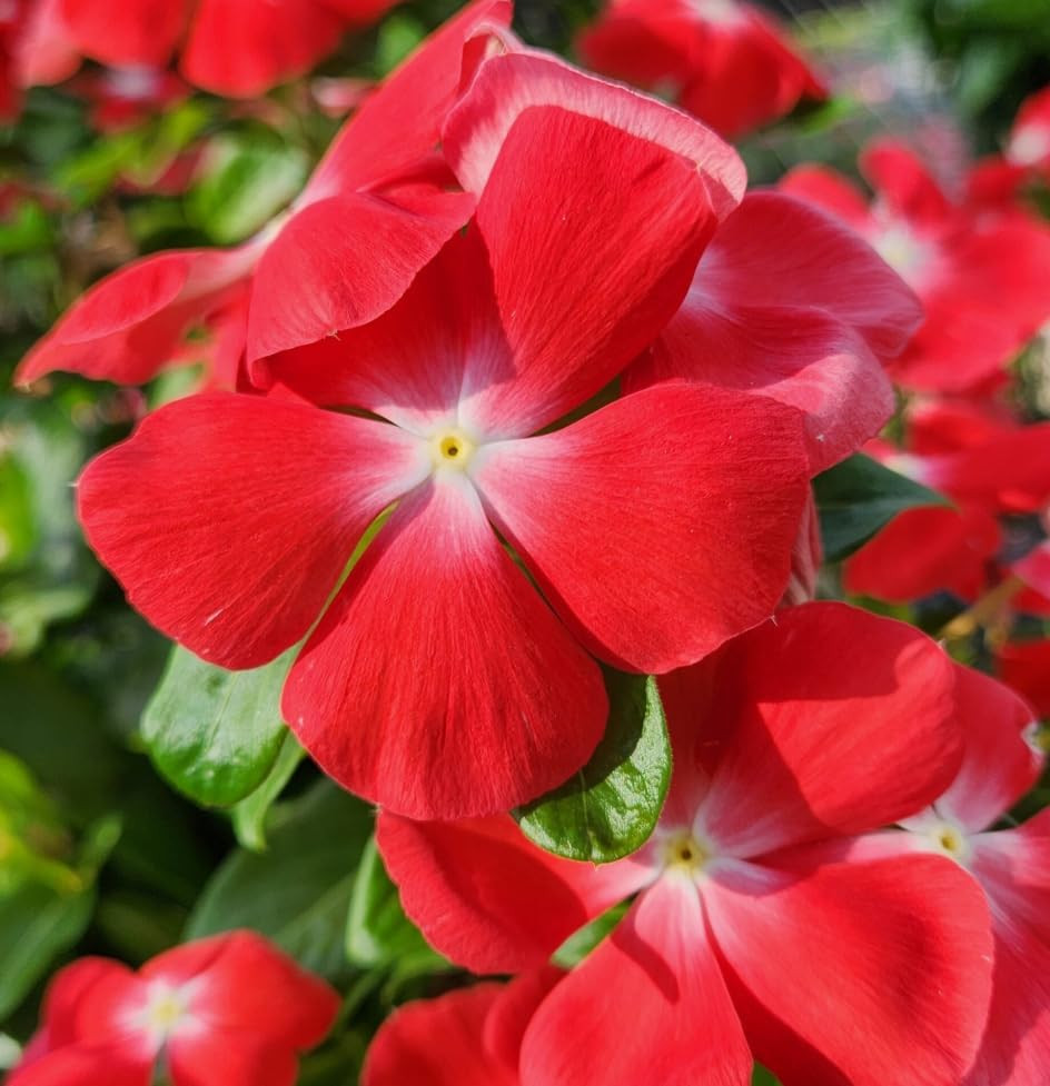 1000+Perennial Vinca Periwinkle Flower Seed for Planting-Non-Gmo Heirloom Annual