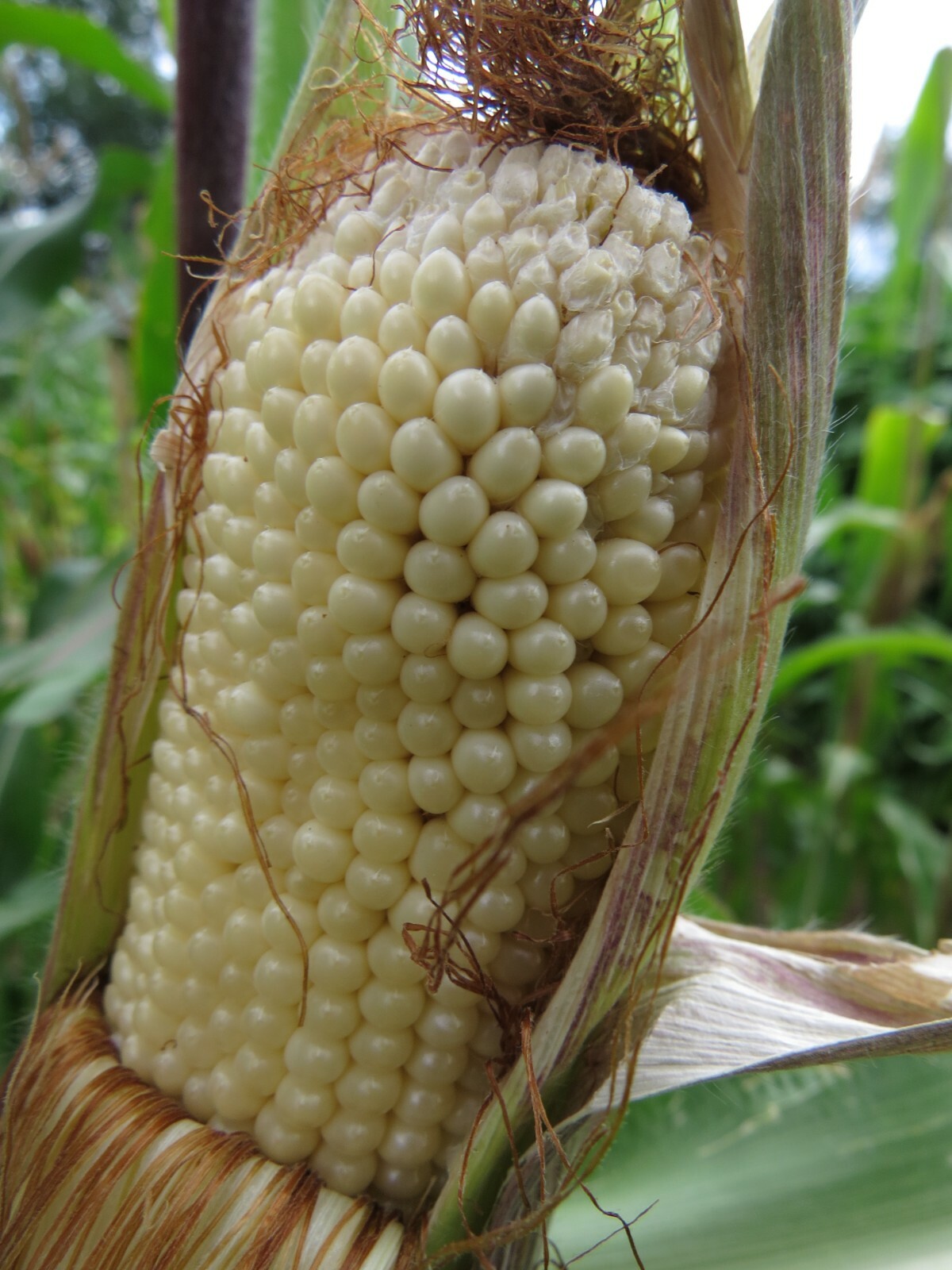 Bearpaw Popcorn – unique corn from New England