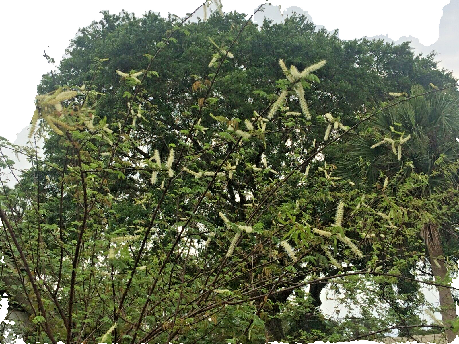 Mimosa Tenuiflora Seeds (White Flower) – 100 Seeds – 2024 Season