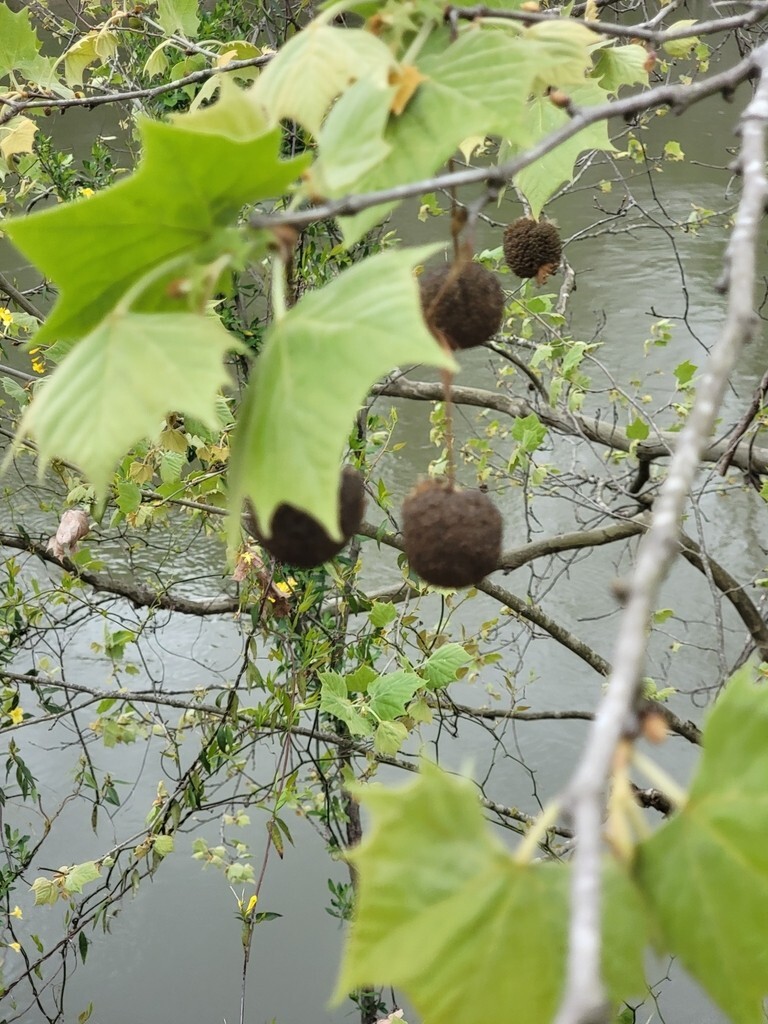 American Sycamore (Platanus occidentalis) Buttonwood, P Glabrata, Button Ball