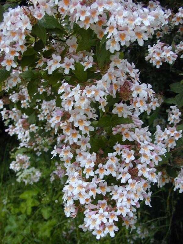 Kolkwitzia amabilis BEAUTYBERRY BUSH Seeds!