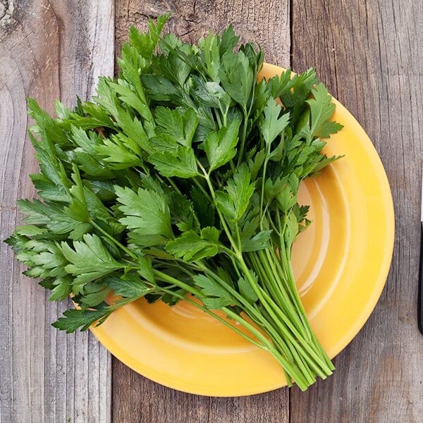 Italian Parsley Heirloom Seeds – Non GMO – 200 Seeds