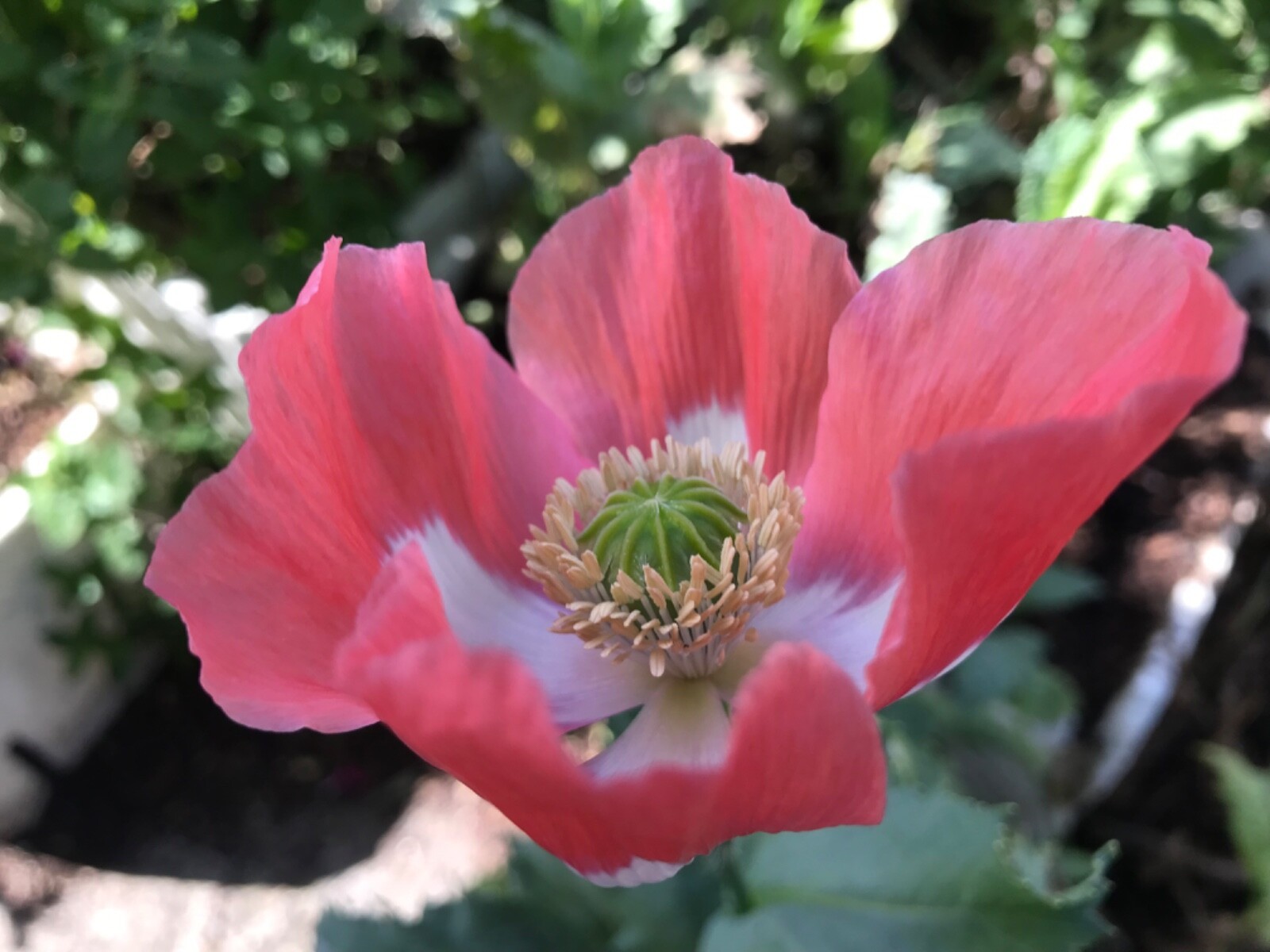 500 Queen’s Poppy Seeds P. Somniferum – Very Rare – Salmon & White Blooms