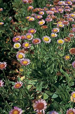 Erigeron glaucus 500 seeds