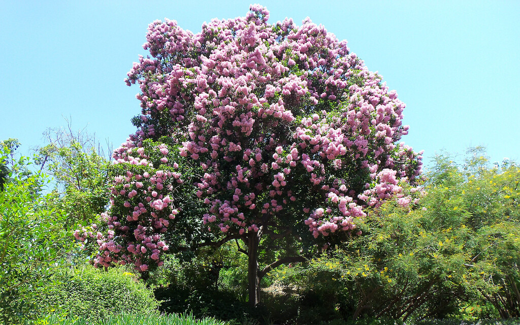 Calodendrum Capense 4 Seeds, African Cape Flowering Chestnut Garden Tree