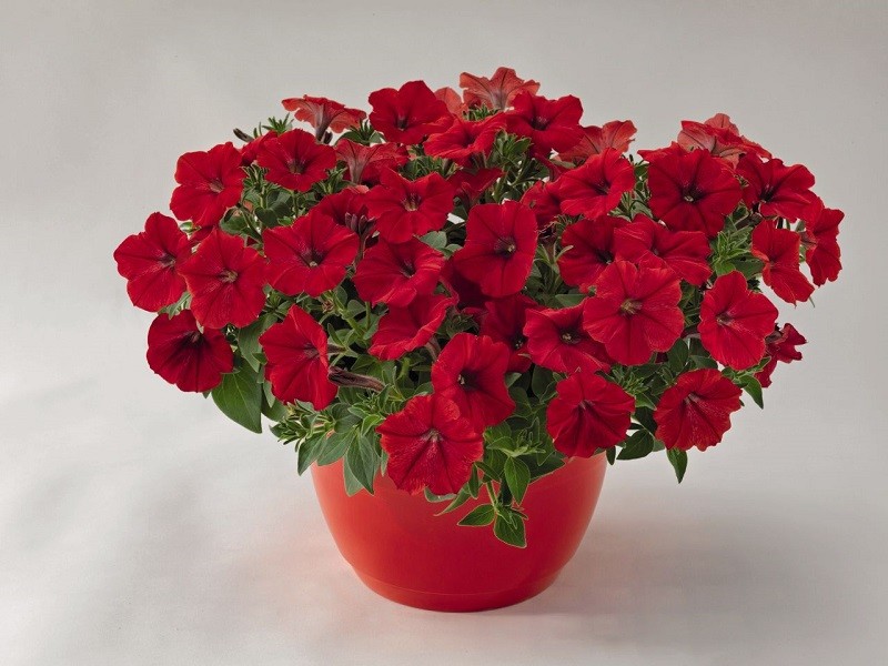 BIN#2R7D3 Trailing Petunia Seeds Success Red 25 Pelleted Seeds “NEW” true color