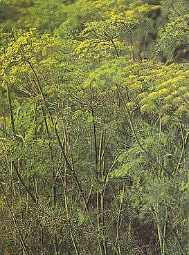 Dill Bouquet Anethum graveolens 10,000 seeds